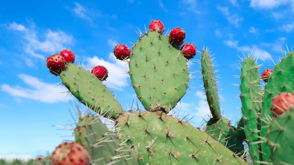 Cactus کاکتوس