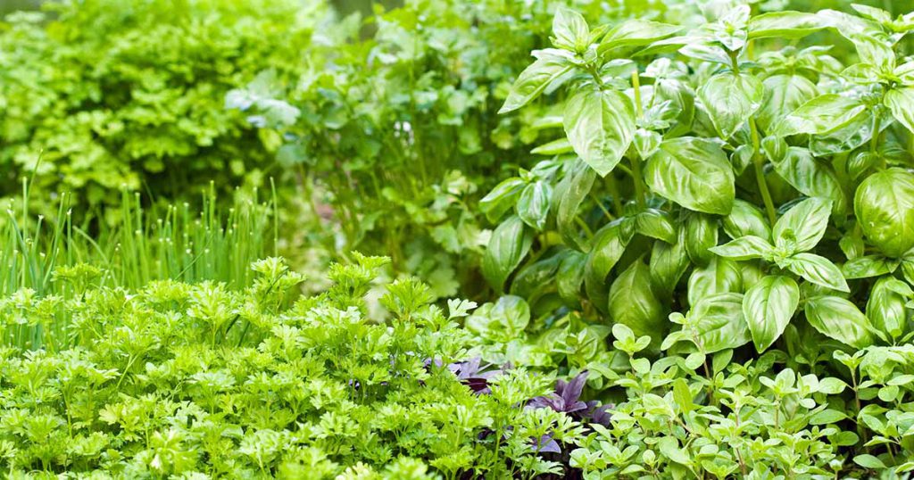 گیاهان دارویی و معطر Herbs